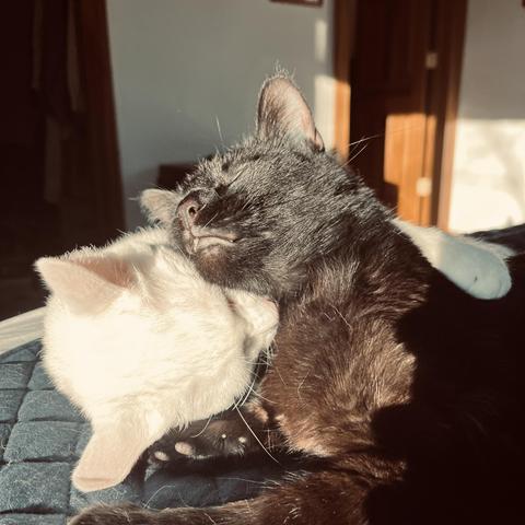 a black cat sleeps with a white cat as his pillow, his head on her face