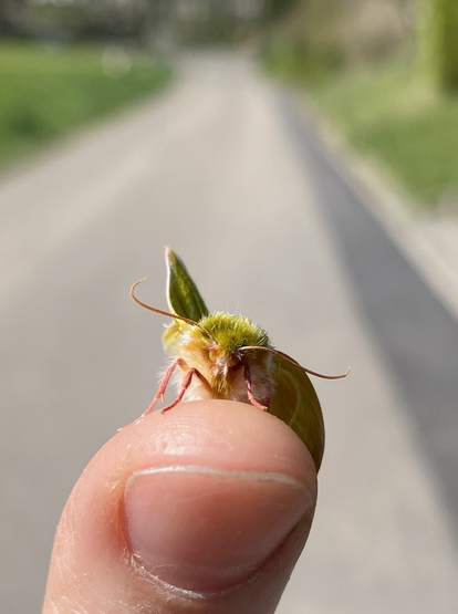 Pseudoips prasinana from the front