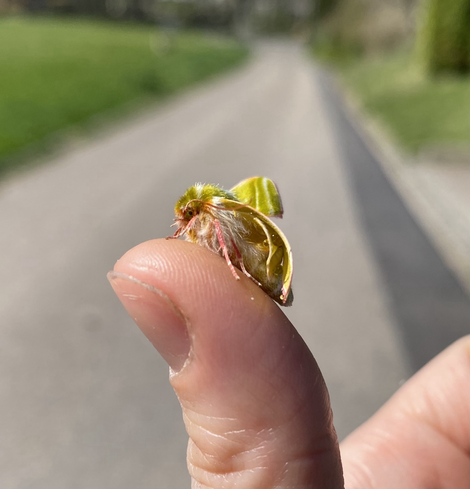 Pseudoips prasinana from the side 