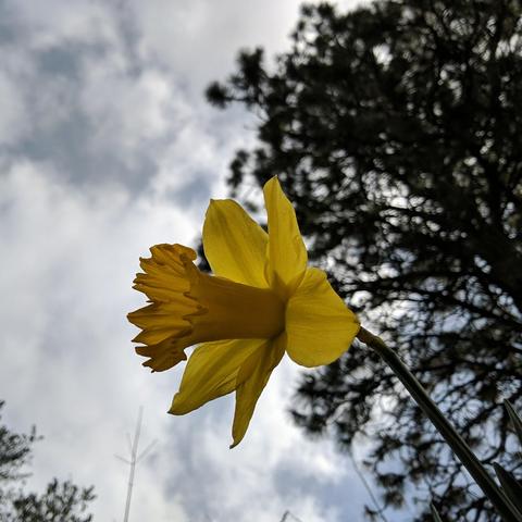 A photo of a daffodil from below with a pine tree and partially cloudy sky in the background. It is a yellow and yellow daffodil blossom. The clouds are more poofy than wispy.