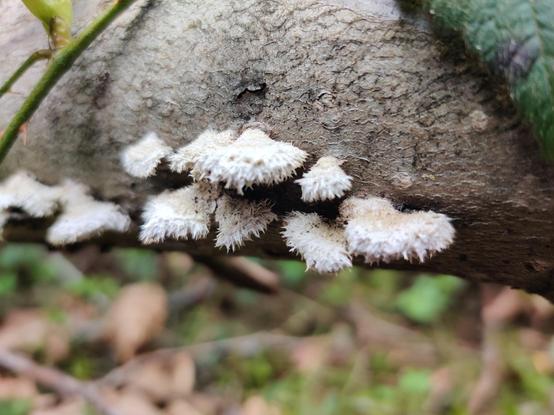 A cluster of happy and fuzzy little shelf fungi chill out on a fallen tree branch. They're adorable.