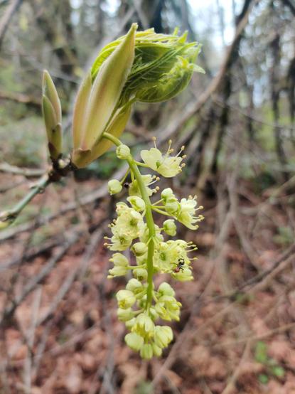 A tree opens a blossom, dangling down a chain of pale green flowers as it begins to unfurl a leaf just above. An ant can be seen crawling on the new flowers.