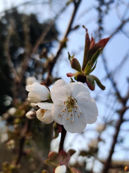 A cheerful, bright cherry flower says hi.