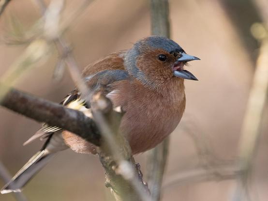Ein Buchfink sitzt auf einem Ast und schmettert sein Lied mit weit aufgesperrtem Schnabel hinaus in den Wald
A chaffinch sits on a branch and sings its song with its beak wide open into the forest