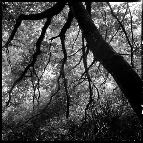 Image en noir et blanc. On voit le tronc et les branches d’un arbres se détacher, sombres, en contre-jour, alors que le feuillage forme comme un halo léger à travers lequel perce une lumière blanche. Au sol, on devine de hautes herbes. 