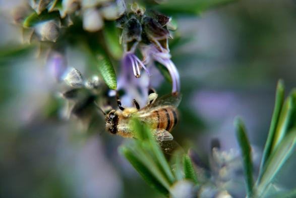 A close-up of a bee on a sprig of rosemary. The edges are blurred.