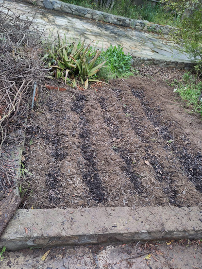 A garden patch with seeded ridges.