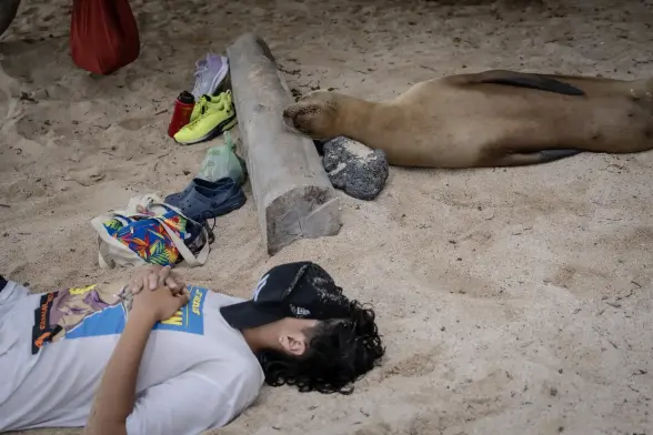 A sea lion lies in sand with its head on a log, parallel to a man with a hat on his face.