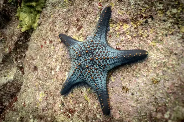 Alien-looking starfish clinging to a rock. Pulverising in 1.2.3...