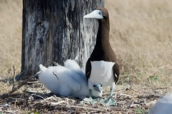 A pure white fluffy brown booby chick peeks out from between its parent’s legs.