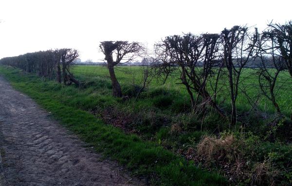 A sorry looking hedgerow, cut to within an inch of its life. It is paper-thin, with gaps, unable to support much life, if any. We look at it from a pathway with a field behind the hedgerow. It is a grey day.