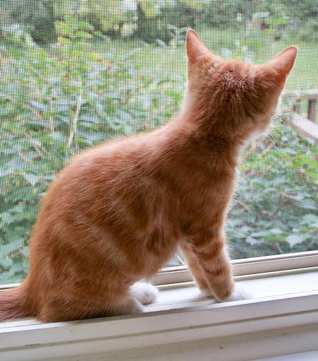 A little ginger cat sits on a windowsill, contemplating the outdoors.