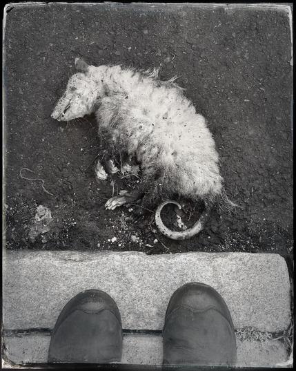 Black and white photo of an opossum carcass. Came review is looking straight down at the animals body, which is lying on pavement next to a sidewalk. The toes of the shoes of the photographer are visible at the bottom of the image.