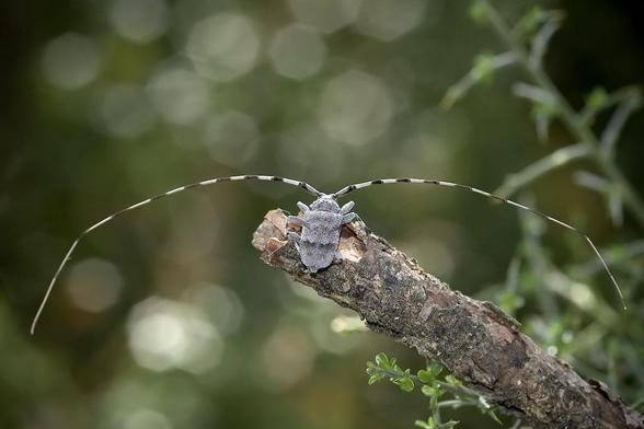 Foto del coleóptero Acanthocinus aedilis