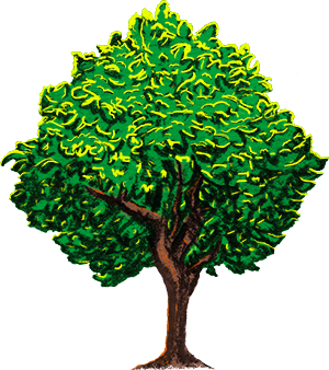 A color drawing of a tree.