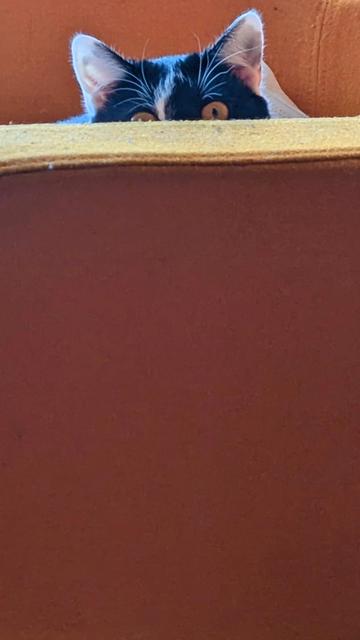 Lemon the cat peeking over the armrest of our orange chair. Only her ears and part of her eyes are visible.
