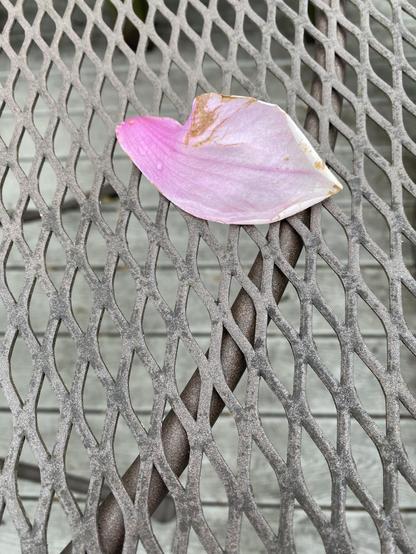 Pink flower petal, darker at one end than the other, slightly damaged, on a wrought iron table top. 