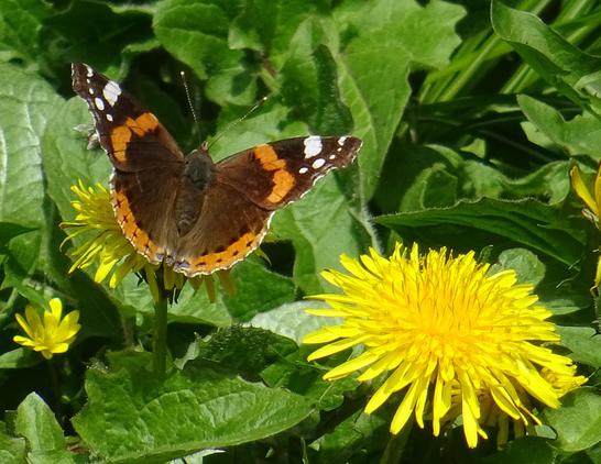 Papillon vulcain en train de butiner. A coté un autre pissenlit ouvert comme un soleil.