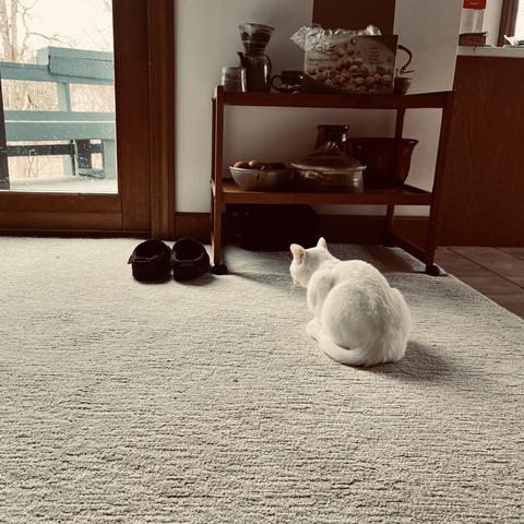 on a beige carpet, a white cat crouches and stares at (or beyond) a pair of shoes; shot of from behind the cat