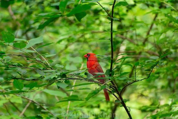 A male northern cardinal perched on a tree in a forest.
