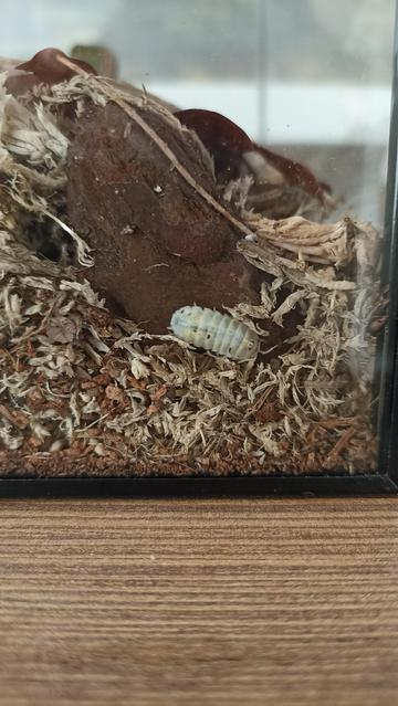 Specimen of armadillidium vulgare 'magic potion' wedged in between bark/sphagnum moss and glass of the enclosure. It's backside is exposed, showing distinct black spots and yellow swirls on white armour, as well as antennae (also known as 'vibe feelers').