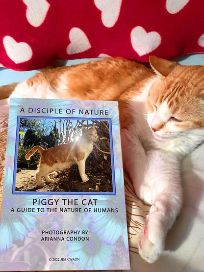 PIggy the cat and his full color book.