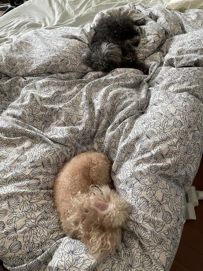A tiny light brown toy poodle and a small black toy poodle are curled up asleep on a human’s bed. They are extremely comfortable.