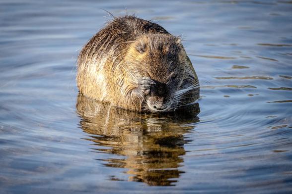Nutria putzt sich