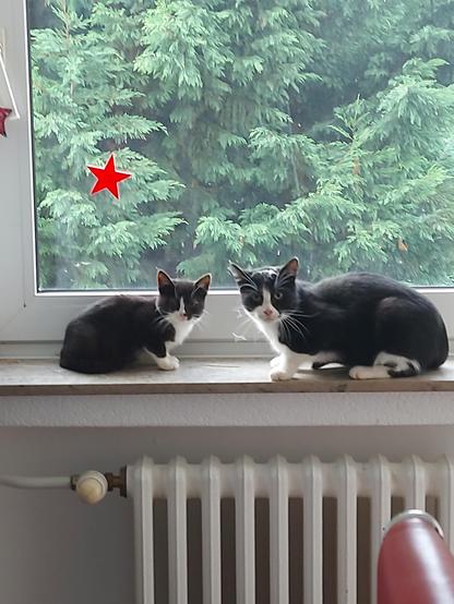 Zwei schwarzweiße Katzen die sich sehr ähnlich sehen, liegen auf einem Fensterbrett und schauen in die kamera