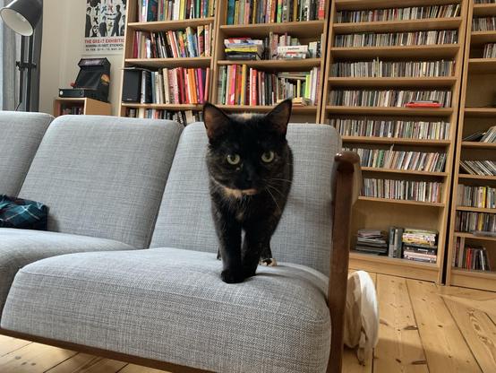 Doris, a tortoiseshell cat of slight stature, standing on a sofa, surveying her new surroundings
