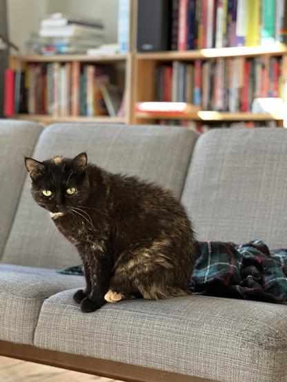 Doris, a tortoiseshell cat, sitting up on a grey sofa