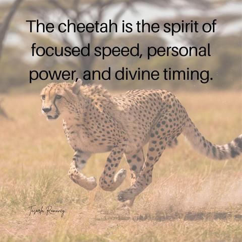 Cheetah