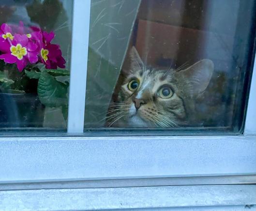 Picture taken from outside a window before it is fully light out. The photo has a slightly bluish cast so the part of the white window frame you see looks blue. In the window you see part of a pot of deep pink primroses and the eager engaged face of a cute multicolored tabby with large eyes, her pupils expanded so there’s only a gold edge around them. Her eyes, and seemingly all parts of herself, are intensely focused upward and to the camera’s left at something well out of the frame. Her white whiskers are forward. Nothing has ever mattered so much!