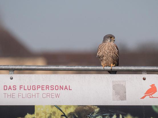 Ein Turmfalke sitzt auf einem Schild, auf dem 'Das Flugpersonal' steht
A kestrel sits on a sign that says 'The Flight Crew'