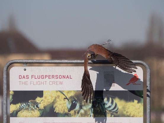 Ein Turmfalke startet von einem Schild, auf dem 'Das Flugpersonal' steht
A kestrel starts from a sign that says 'The Flight Crew'