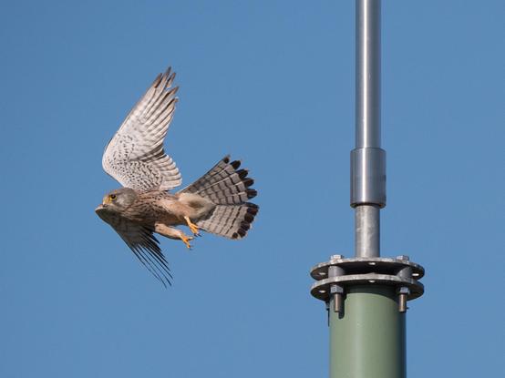 Ein Turmfalke im Flug
A flying kestrel