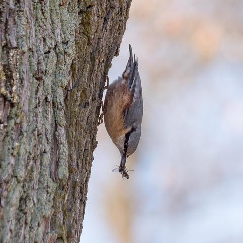 Ein Kleiber läuft kopfüber einen Baumstamm hinab, dabei hat er ein gefangenes Insekt im Schnabel
A nuthatch runs headfirst down a tree trunk with a caught insect in its beak