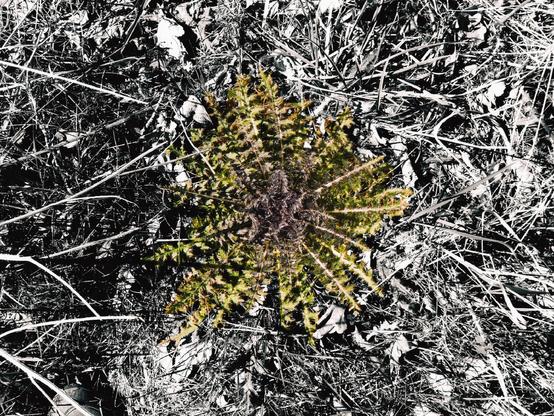 A big thistle on black and white background