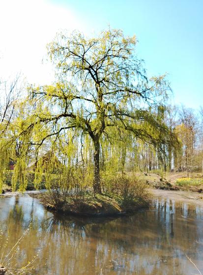 Tree in middle of small lake at Tilbeck, Germany