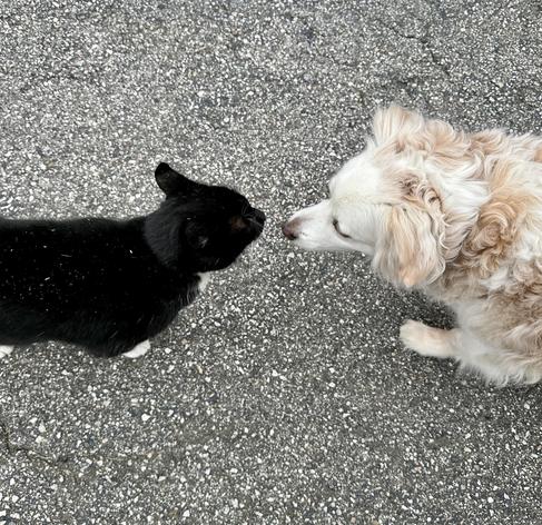 A tuxedo cat and a small tan & white dog stand nose to nose. 