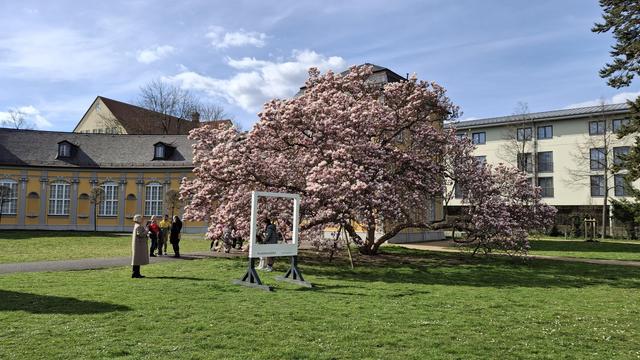 Blühende Magnolie mit umstehenden Schaulustigen vor der Orangerie in Gera