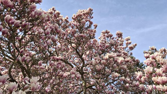 Nahaufnahme der Magnolienzweige mit Blüten