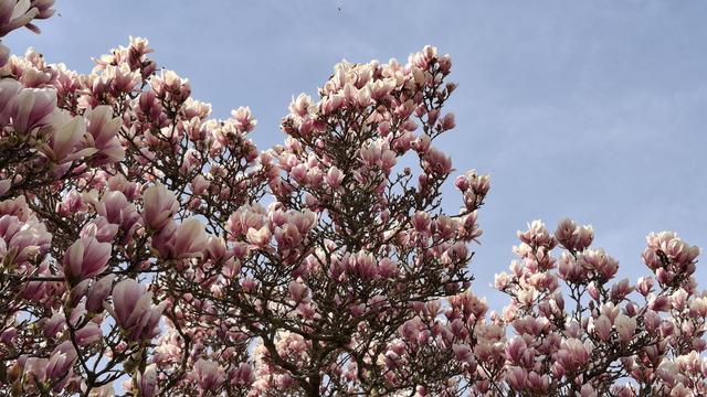 Nahaufnahme der Magnolienzweige mit Blüten