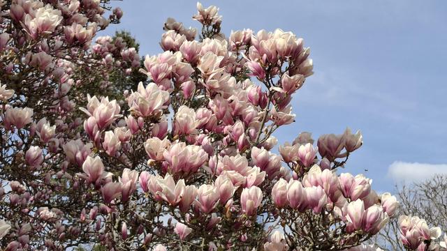Nahaufnahme der Magnolienzweige mit Blüten