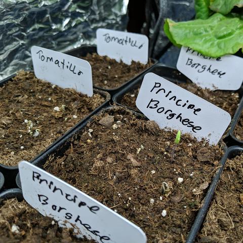 A photo showing a new tomato seedling that is up and leaves out. It is a Principe Borghese tomato as indicated on the plant tag. Left of it are tomatilloes starting to sprout but not up. There is some leaf lettuce visible in the upper right. The seedlings are in tall 3.5 inch square pots in a 1020 tray.