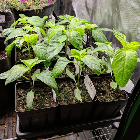 A photo showing a 1020 tray with 18 pepper plants in 3.5 inch square pots. Some of the plants are more than 4 inches tall or 10 cm.
