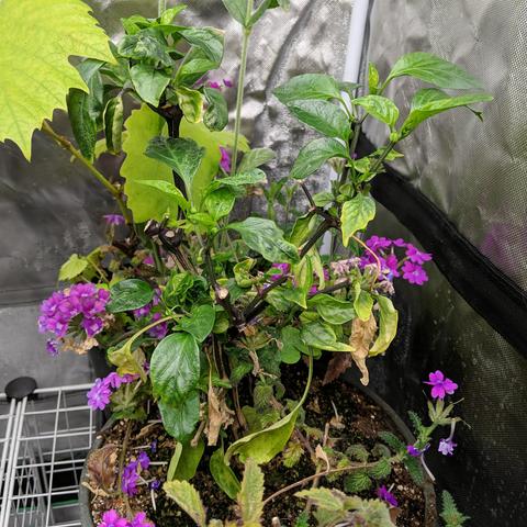 A photo showing a jungle of different plants in a 1020 tray in the corner of an enclosed grow tent. The main feature is a saved from last year Red Marconi sweet pepper plant. It is starting to grow new leaves. It has verbena plants growing around it with pink/purple flowers that are in separate pots. There is also a rose campion/Lychnis and grape vine growing in other pots.