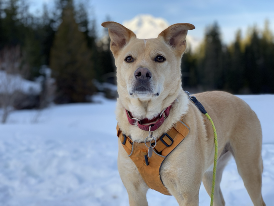 Trusted canine hiking companion 