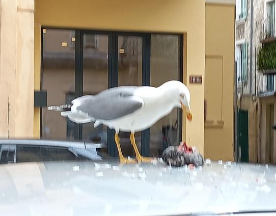 Seagull sitting on the roof of a silver car, picking on a dead dove.