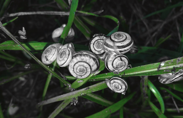 snails photo